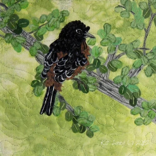 Orchard Oriole (c)Kit Lang