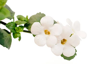 Bacopa web 400px.jpg