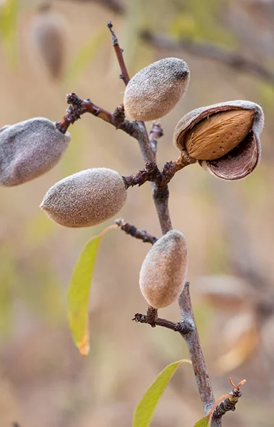 almonds.jpg
