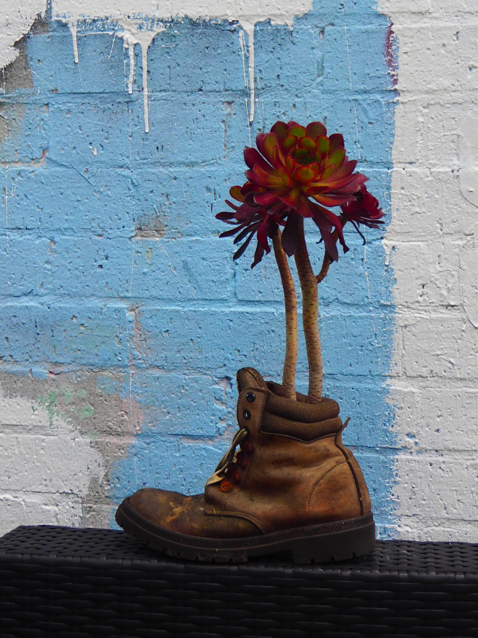 boot-succulent-garden.jpg
