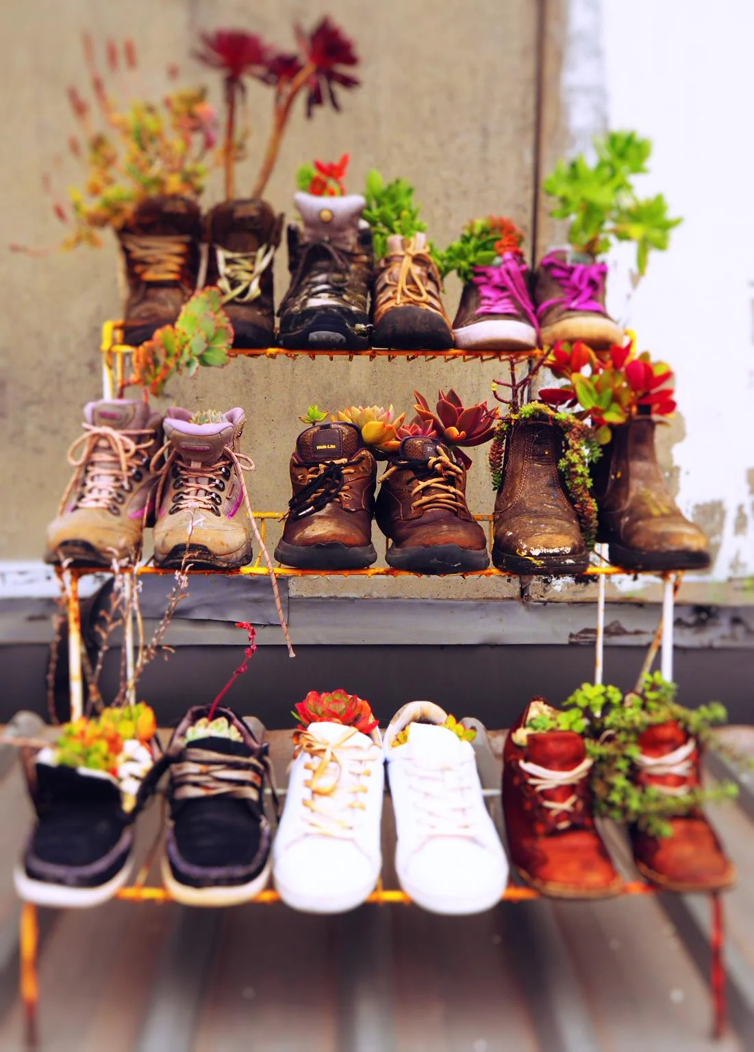 Shoe garden shelves.jpg