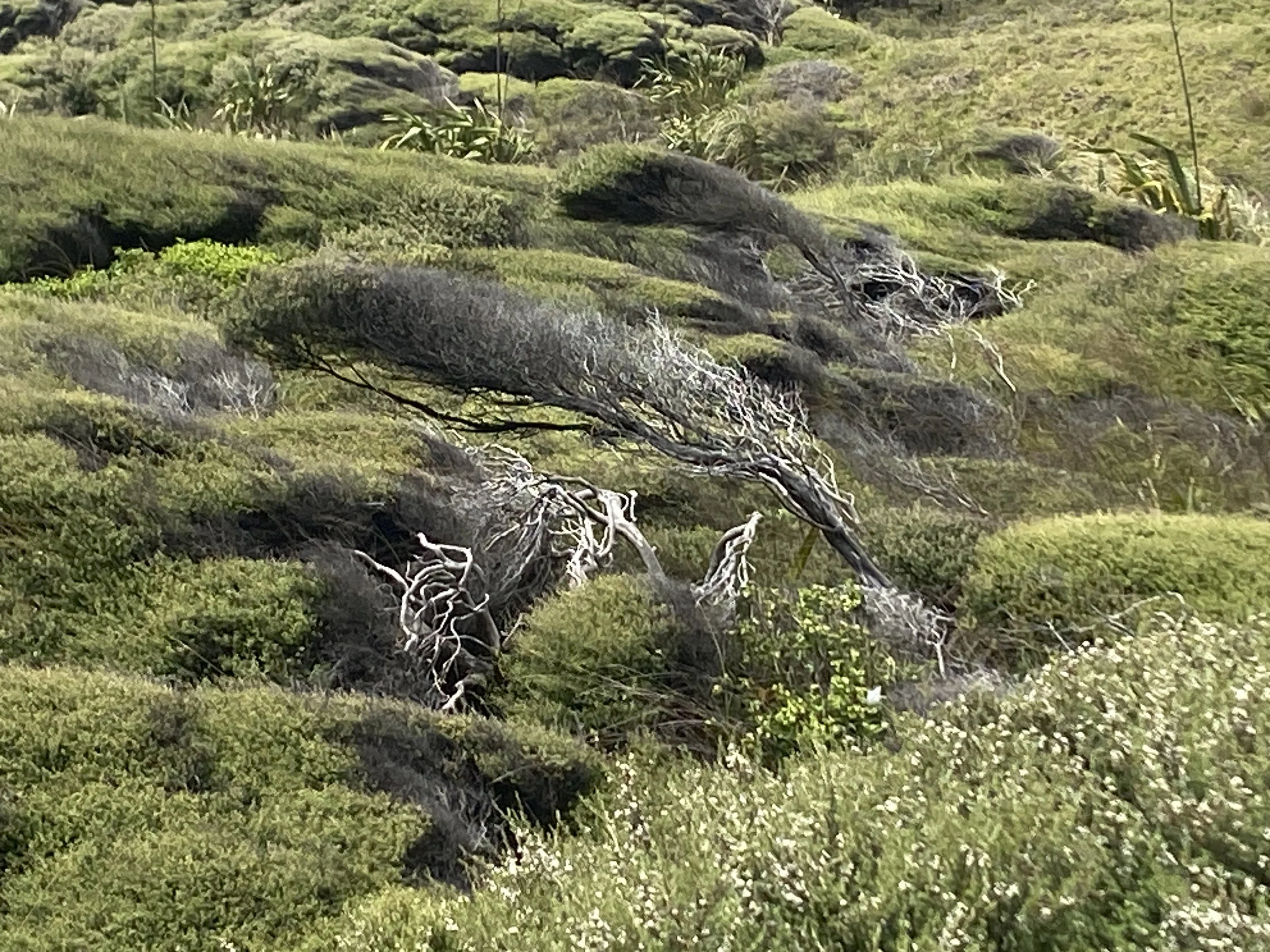IMG_1807.jpeg