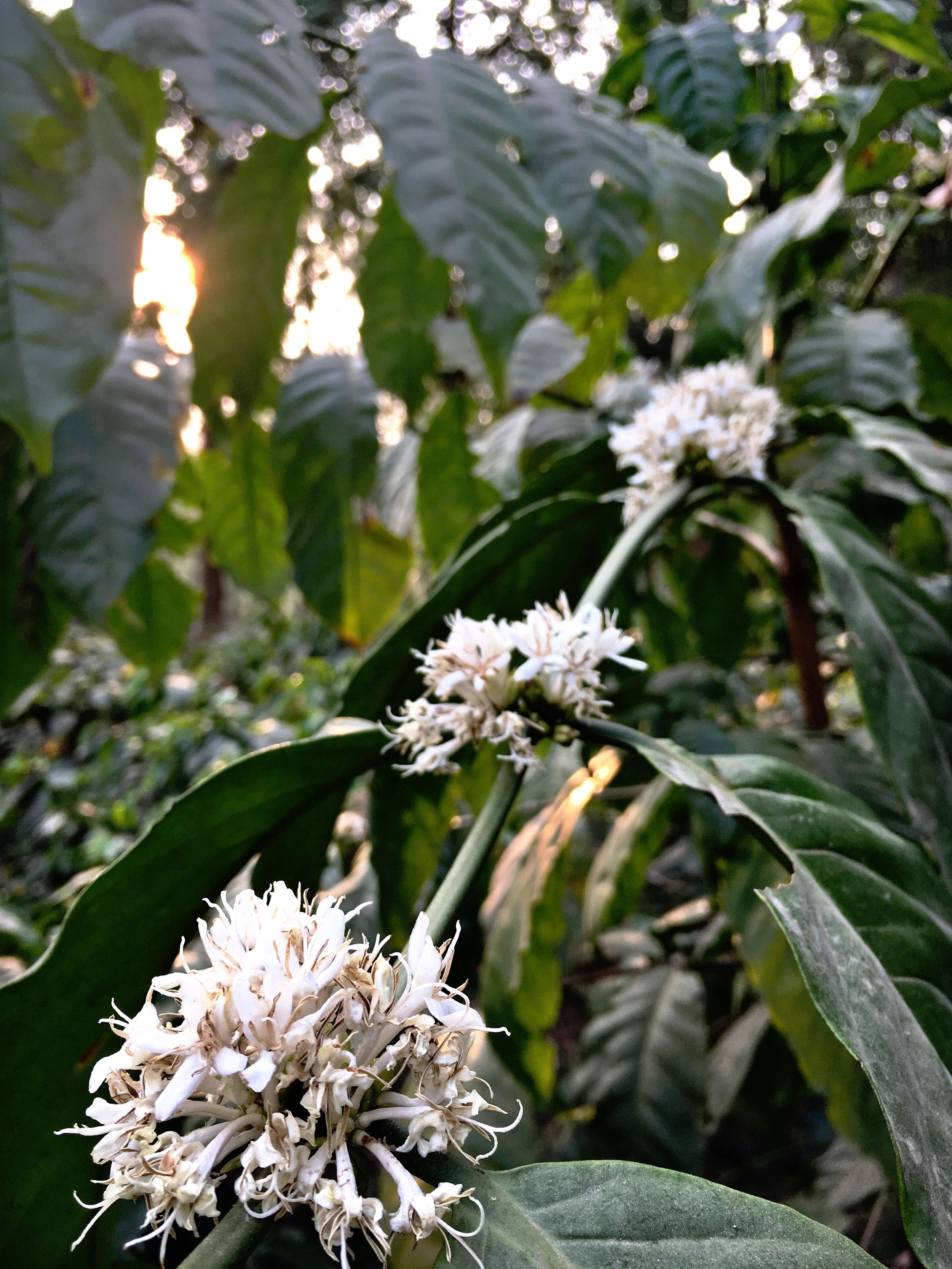 myanmar coffee flower.JPG
