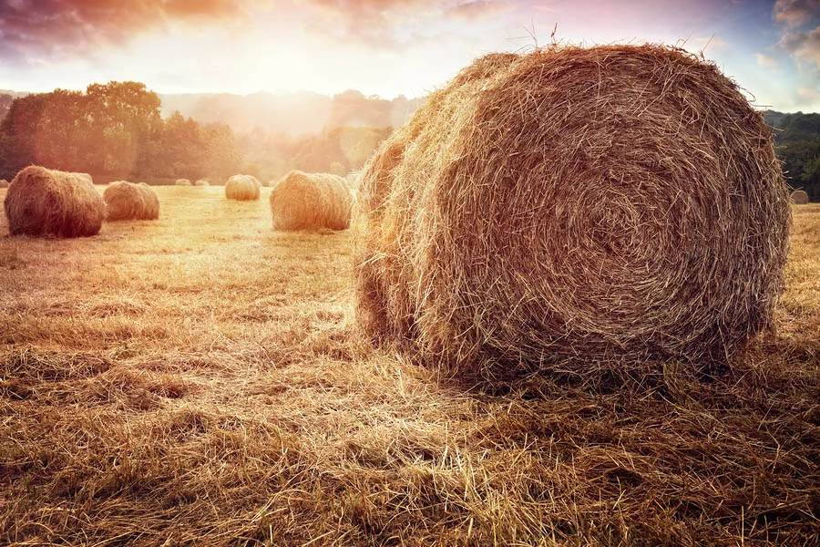 bigstock-Hay-bales-harvesting-in-golden-192726304.jpg
