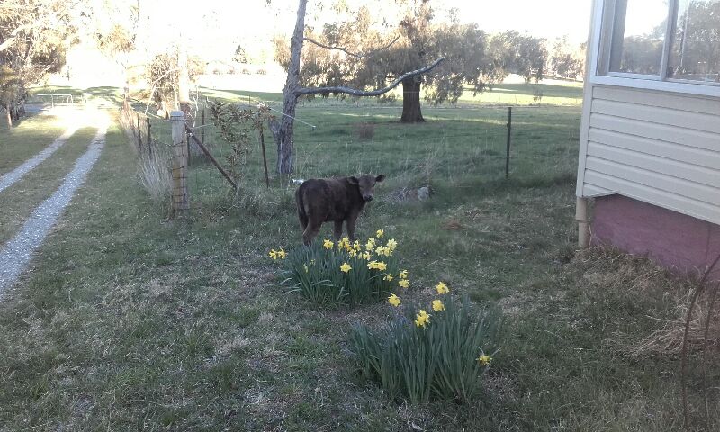 If Pet's could talk - Faith