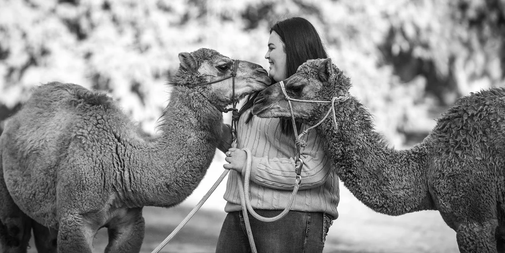 camels.jpeg