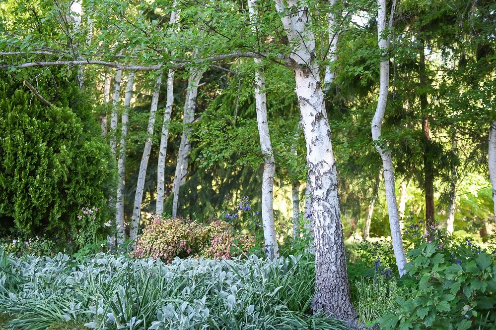 birch bluebells.jpg