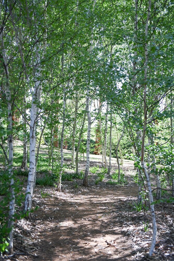 path birches.jpg