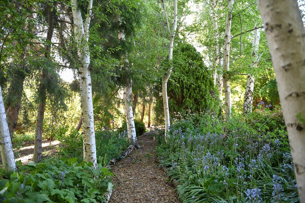 path bluebells birch.jpg