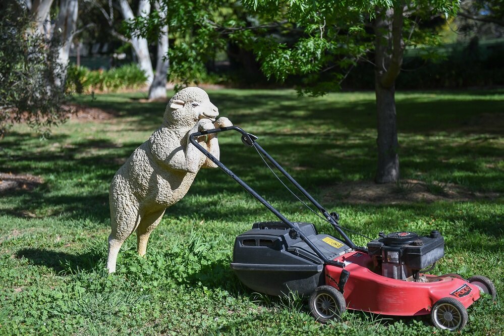 sheep lawnmower.jpg