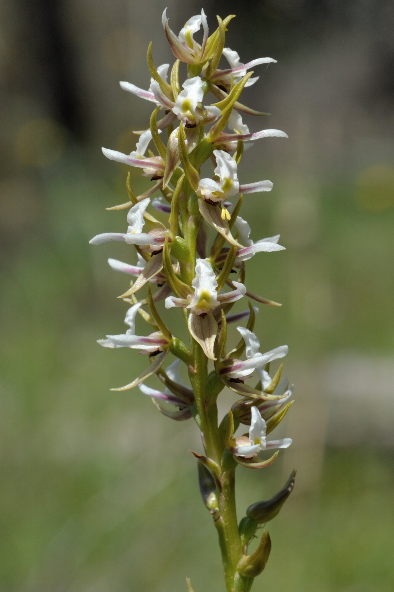 Canobolas Leek Orchid (2).jpg