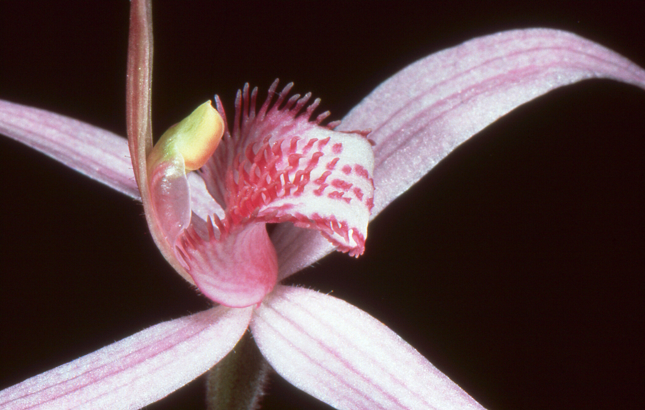 Pink Spider Orchid_detail.jpg