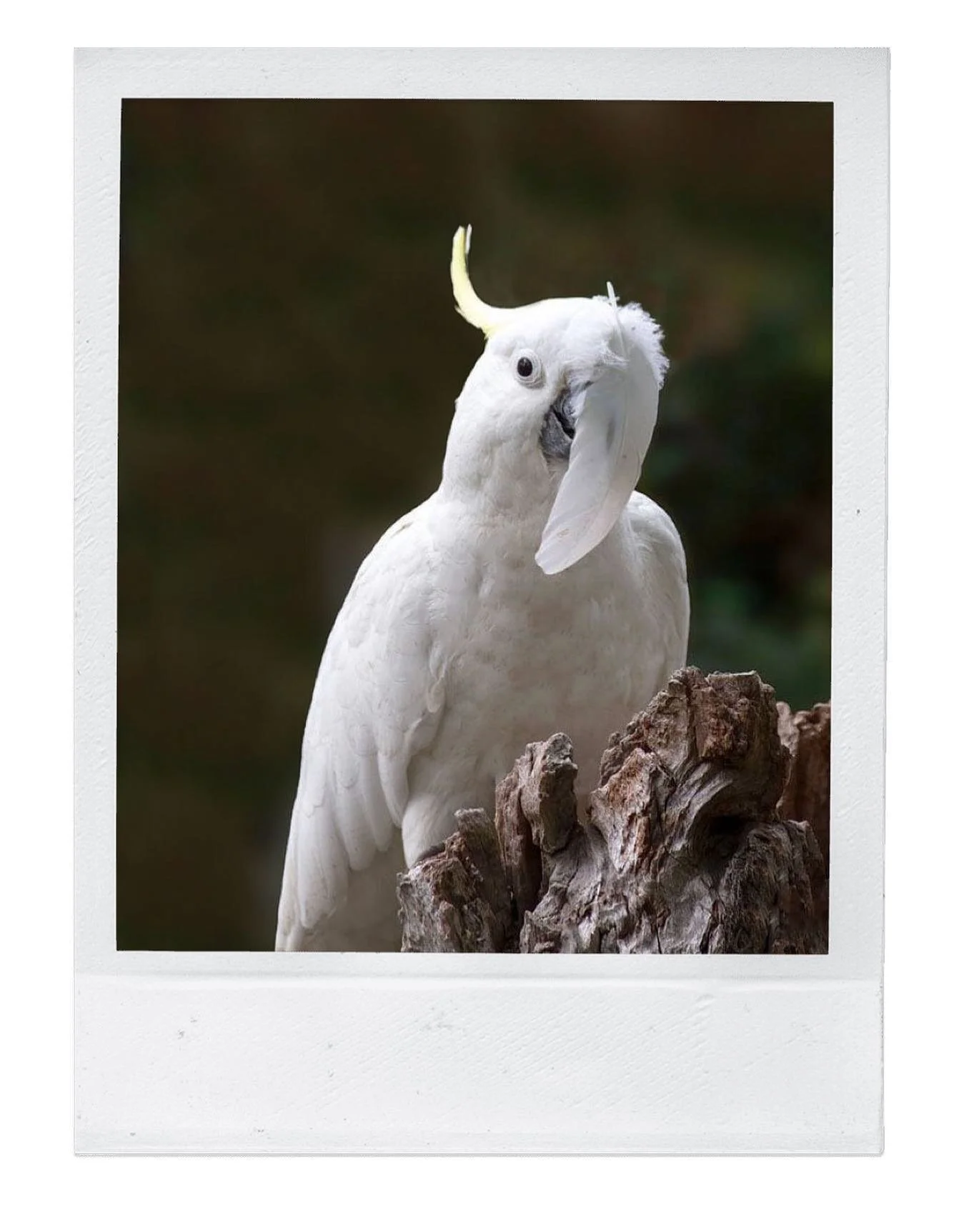Polly want a&hellip;.. feather?? 🦜

Wendy sends us an incredible image and a great giggle 🤭 Wendy says, &ldquo;This bird is all ready for mandatory masks!&rdquo;

If you&rsquo;ve got a submission for Around the Region, send it through to us! 

👉 melise@oclife.com.au

📸 Image by Wendy Smith