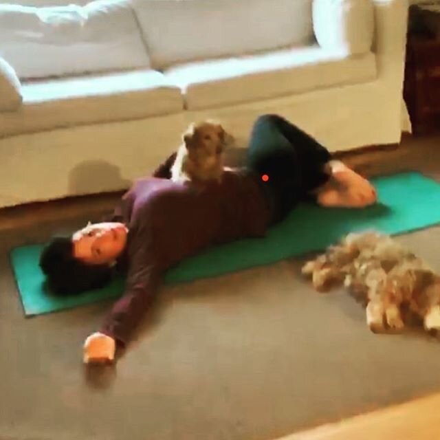 Teaching yoga online when you don&rsquo;t have a studio/sound proof room is challenging. Ginger jumped on the couch and was barking out the window during class, so I grabbed her and pulled her on me while teaching. Tabasco was laying in place the ent