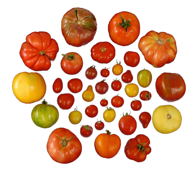 Tomato varieties. Image: Harry Klee, University of Florida