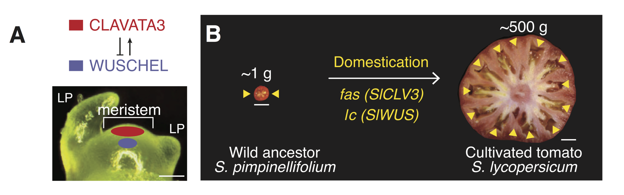 Clavata3 ( CLV3 ) and Wuschel ( WUS ) genes form part of a feedback loop that regulates the number of proliferating meristematic cells in plants, including tomato. Mutations in the tomato genes result in increased meristem size, which contributes to increased fruit size and locule number. (Locules are indicated by yellow arrowheads). Image: Rodriquez-Leal et al . Cell 171, 470-480, 2017.