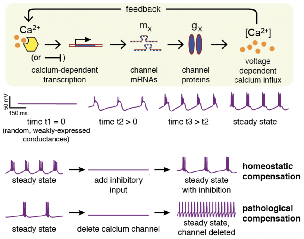 An example of a mathematical model of feedback regulation in a Central Pattern Generator - a small neural network that controls muscle movement. Internal cellular signals allow neurons to robustly develop a rhythmic bursting activity. This robustness can be compromised by loss of specific ion channel genes.