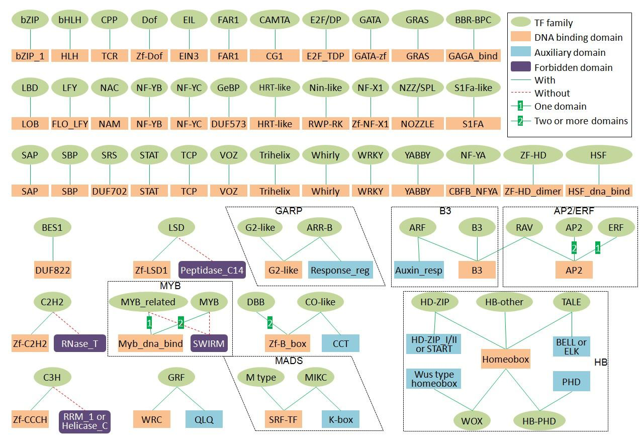 Plant transcription factors . Image: http://planttfdb.cbi.pku.edu.cn (above) Plant transformation vector . Image: Bernardo Pollak (right)