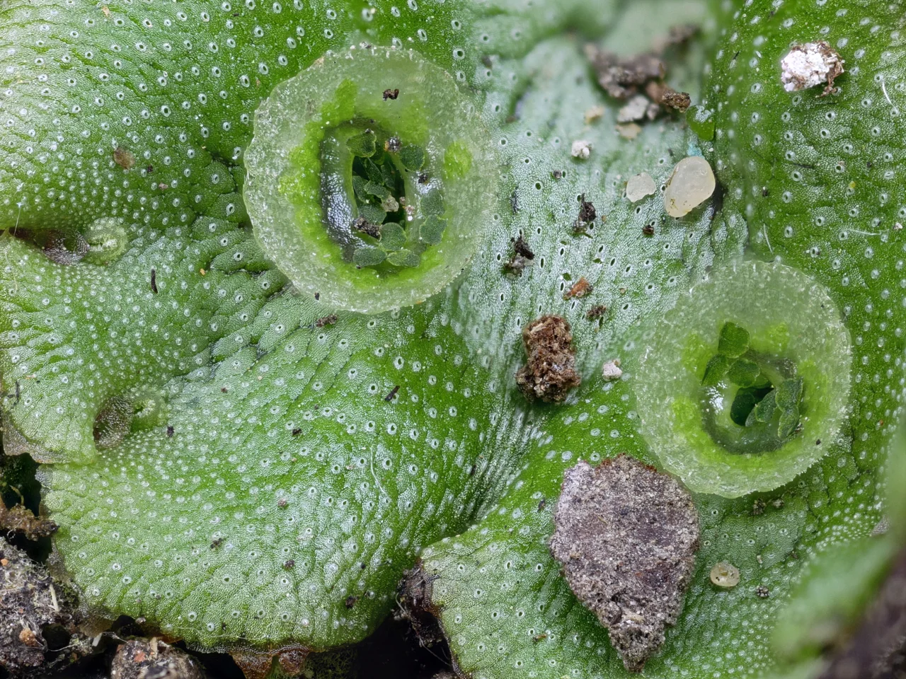 Marchantia_polymorpha.jpg
