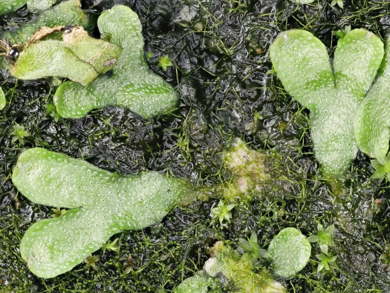 Targionia_hypophylla_P1050160.jpg