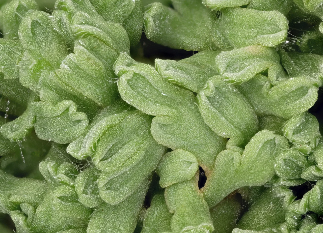 Riccia_beyrichiana_P1050065.jpg