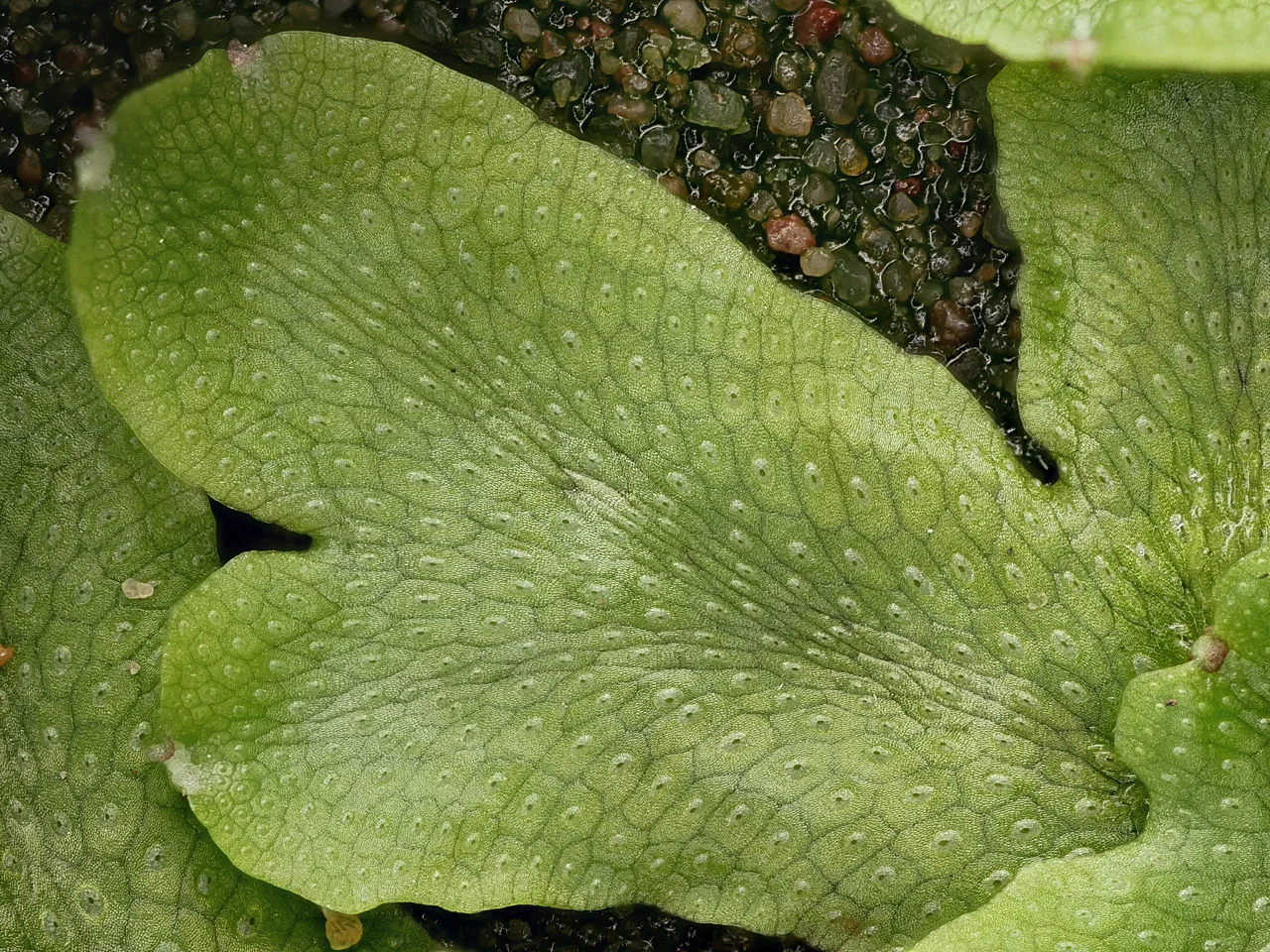 Concephalum_salebrosum_P1050129.jpg