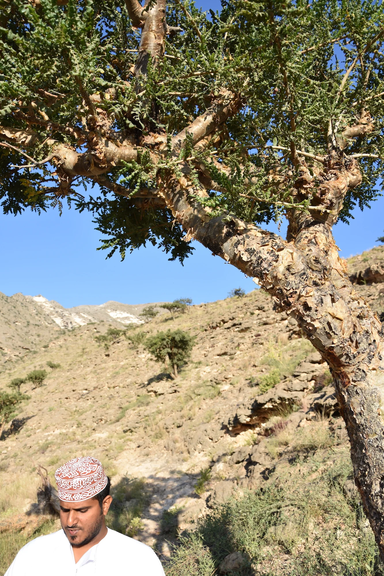 Adnan, my guide, standing underneath the abundant Frankincense tree