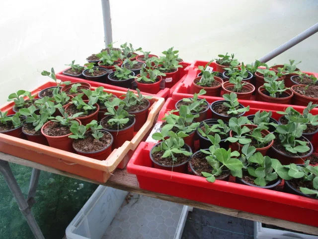 Plant sale today Friday 14th!
