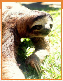 Sloth.PNG