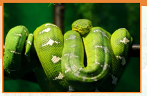 Emerald Tree Boa.PNG