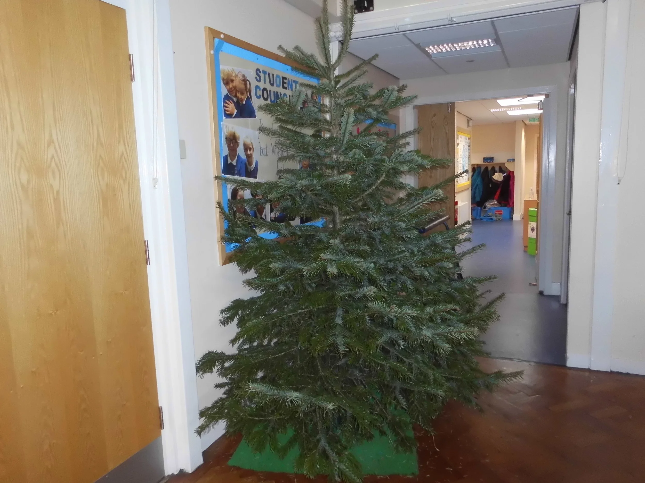 O Christmas Tree, O Christmas tree, how needed are your branches.