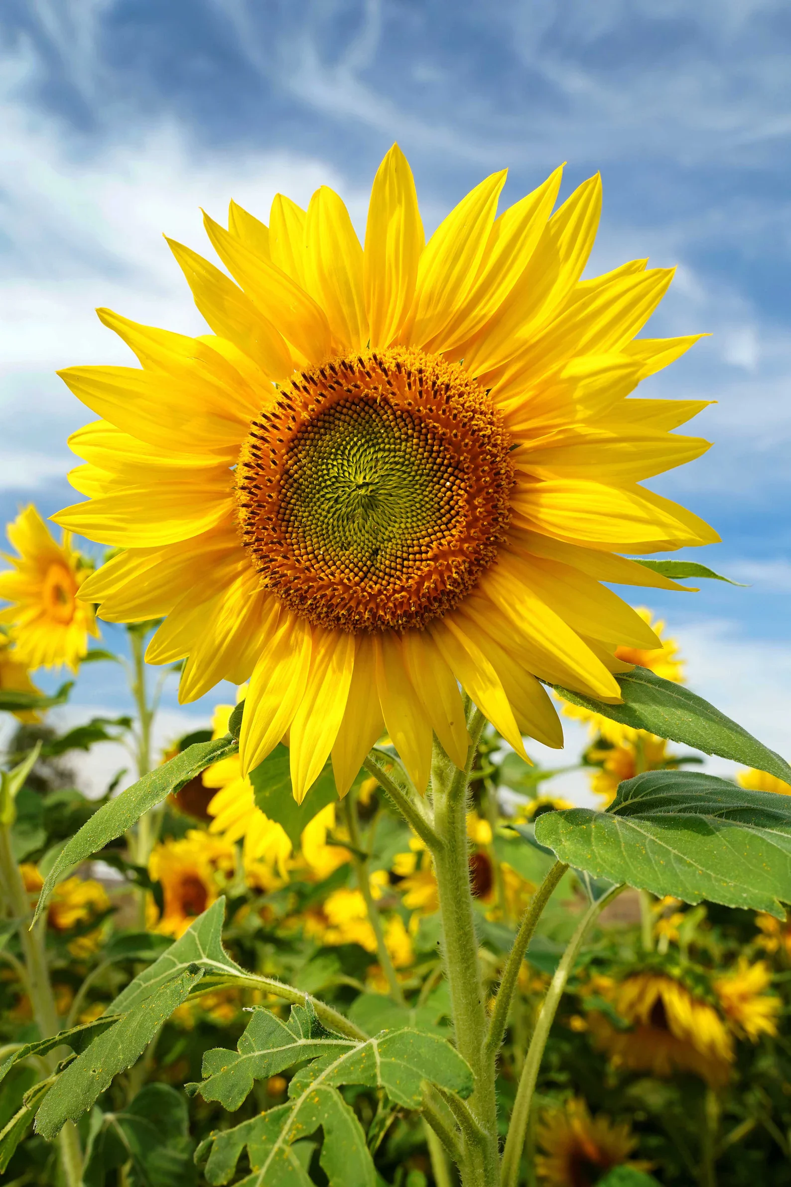STAR CHARTER - SUNFLOWER GROWING CHALLENGE set by Year 2