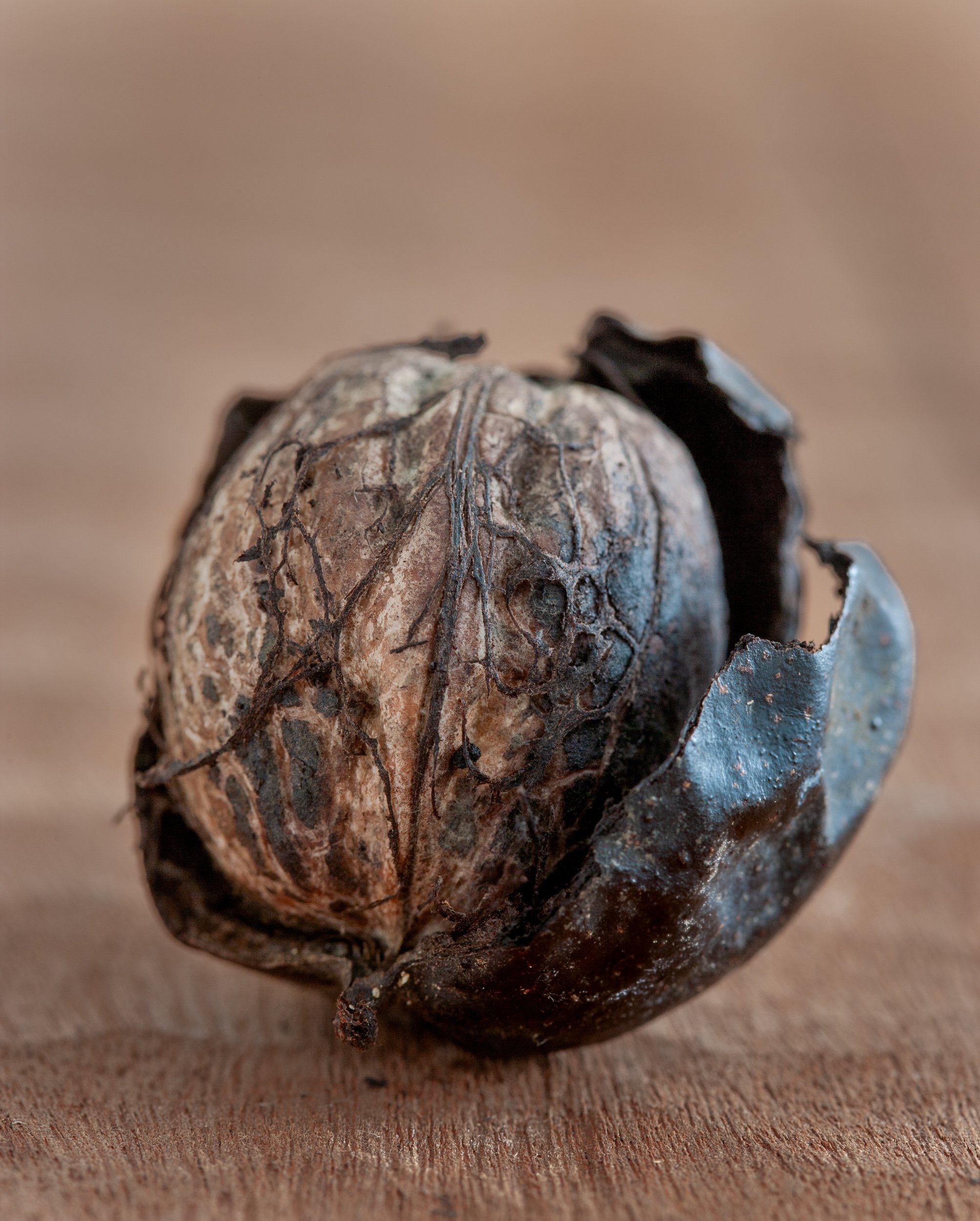 ripe walnut with its open wrapper.jpg