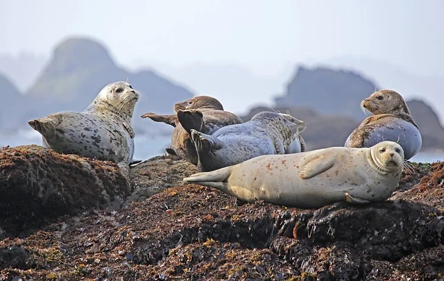 ARCHIVE : Sea Trip to the Seals July 2018