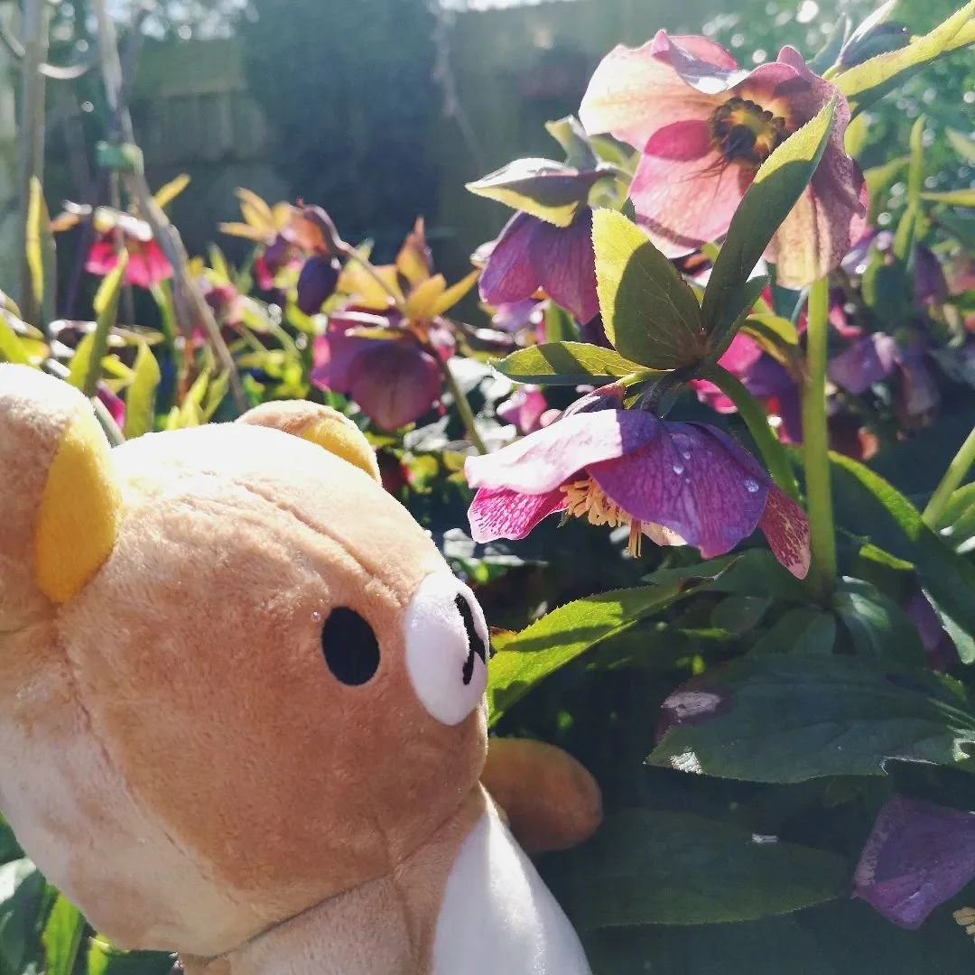 💐 Rilakkuma decided to make the most of the weather and went out into the garden! 🌺🌼

#imoutouk #kawaiishop #rilakkumalover #rilakkumastore #rilakkuma #plushies #plushiesofinstagram #sanx
