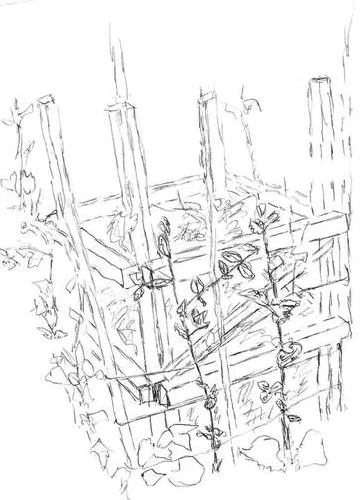 Pea vines climbing compost crib