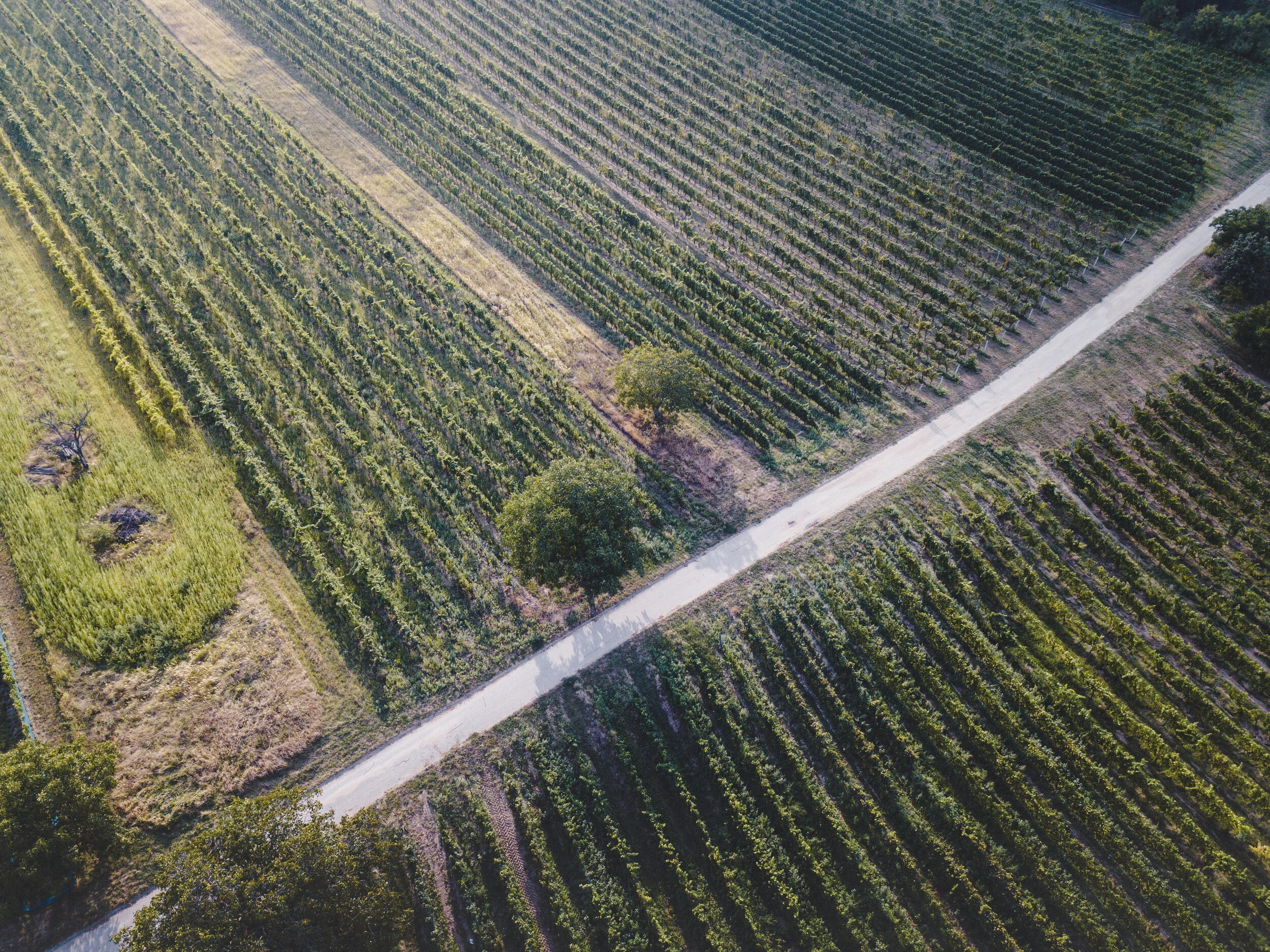 DJI_0099.jpg