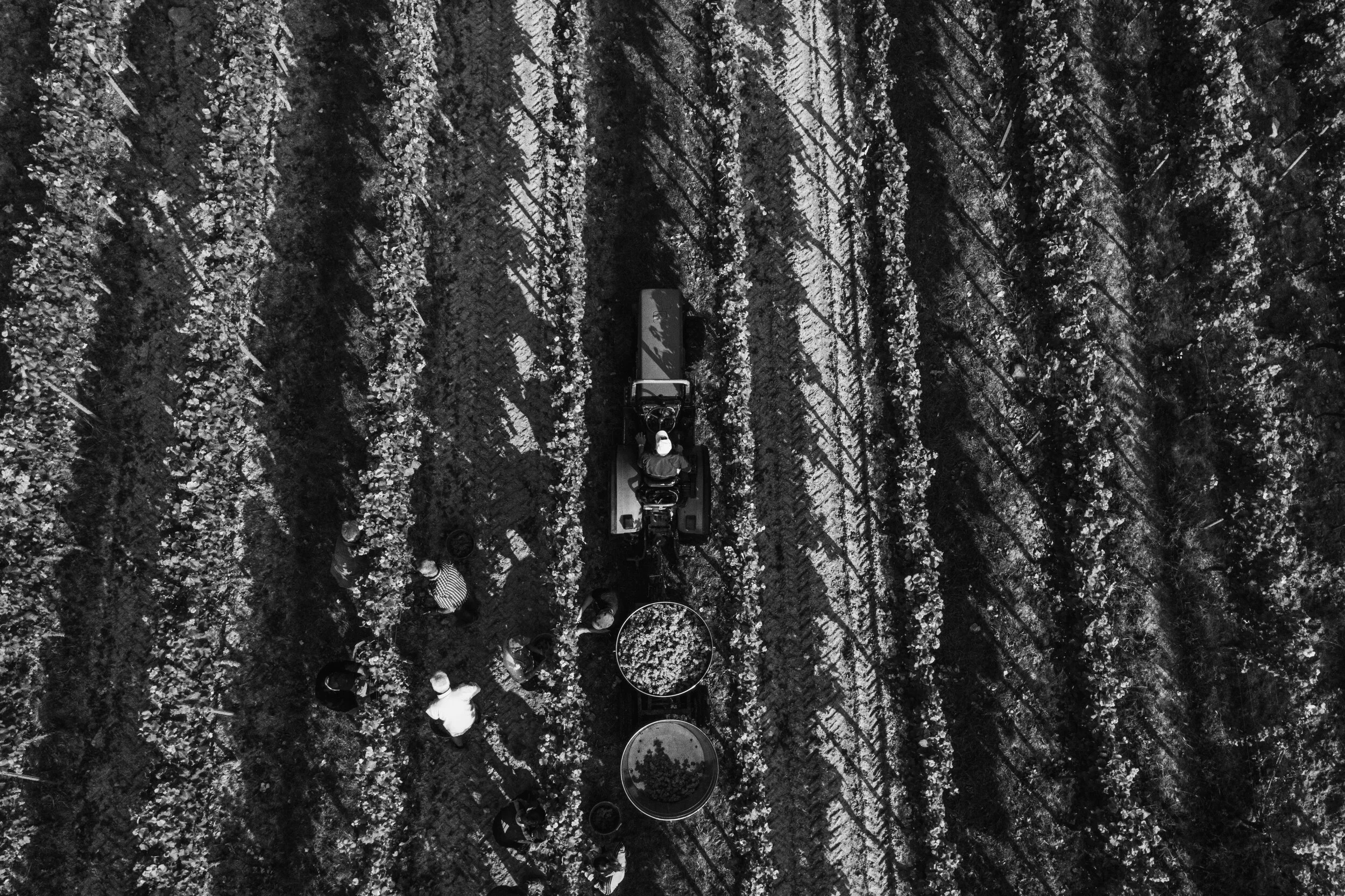 DJI_0171weingut_juelg_ernte_2020_1.jpg