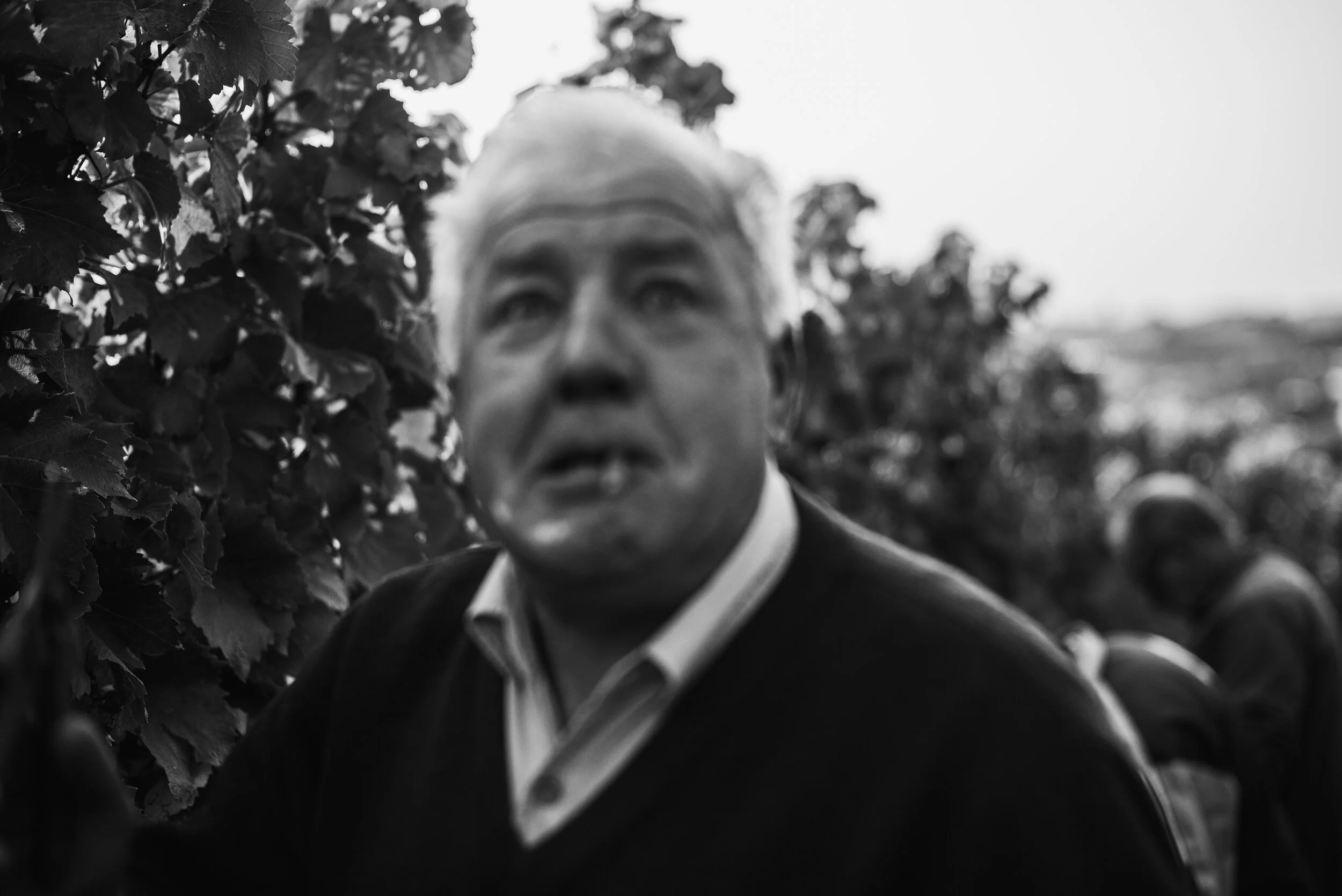 L1005945weingut_juelg_ernte_2020_1.jpg