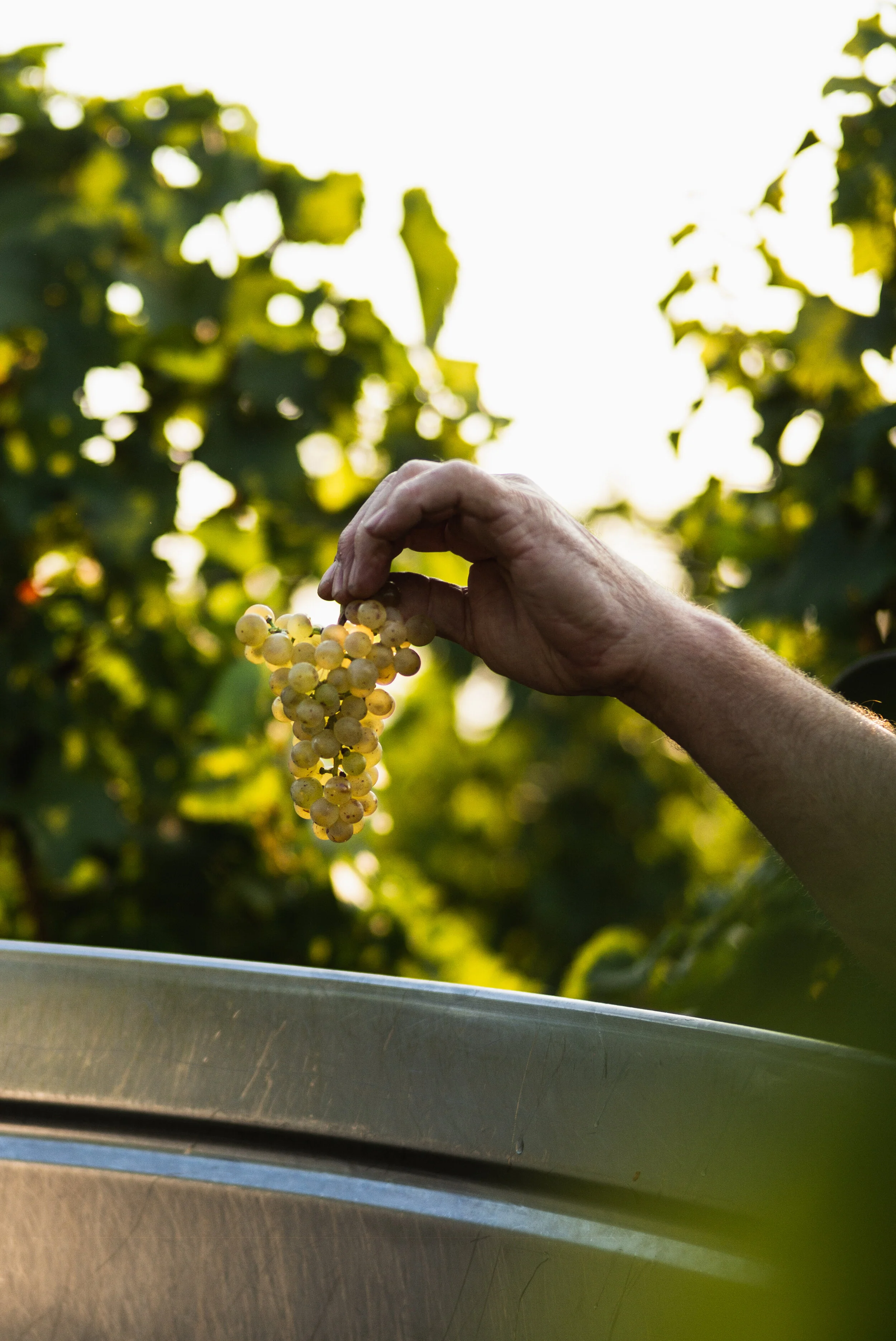 L1006011weingut_juelg_ernte_2020_1.jpg