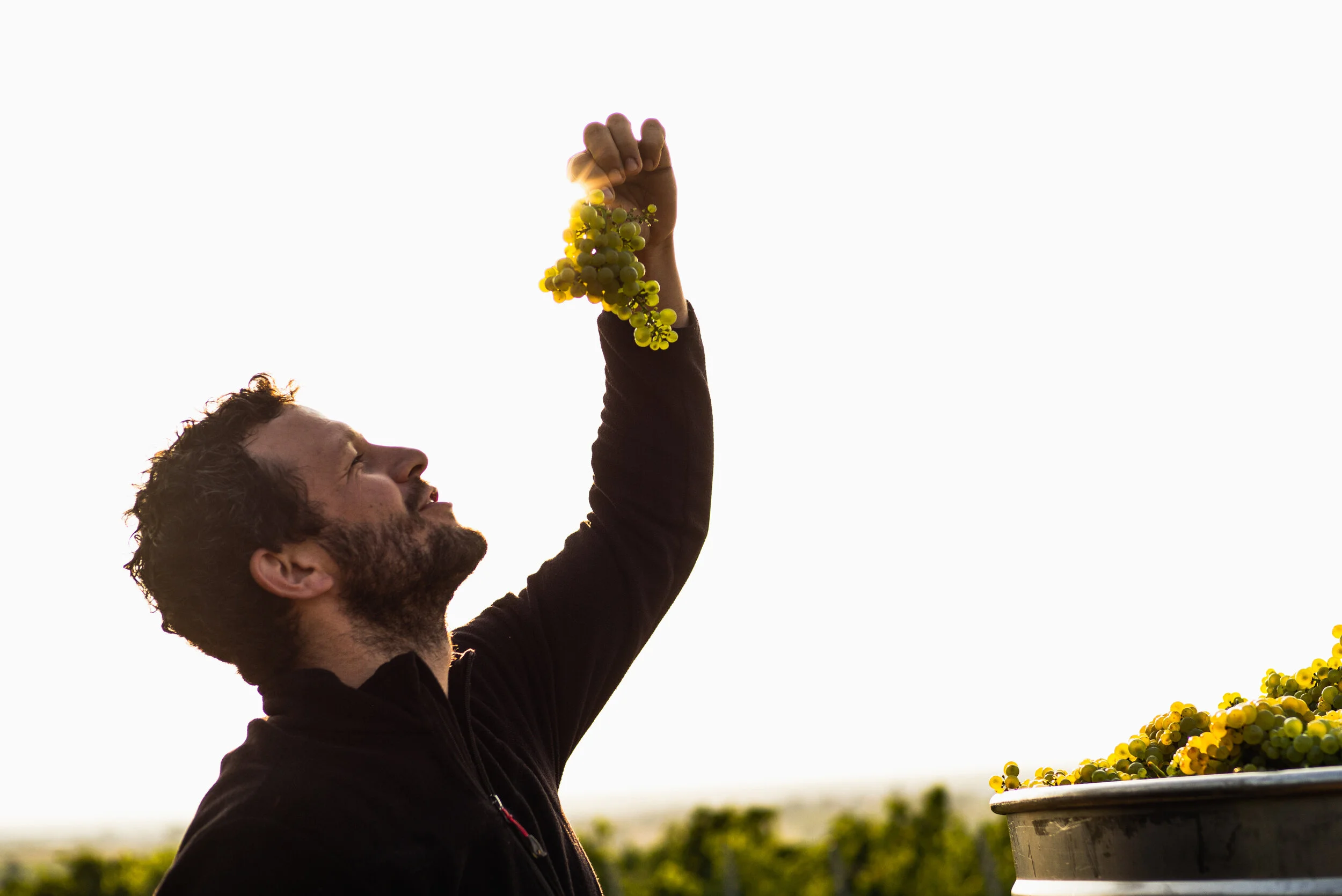 L1006052weingut_juelg_ernte_2020_1.jpg