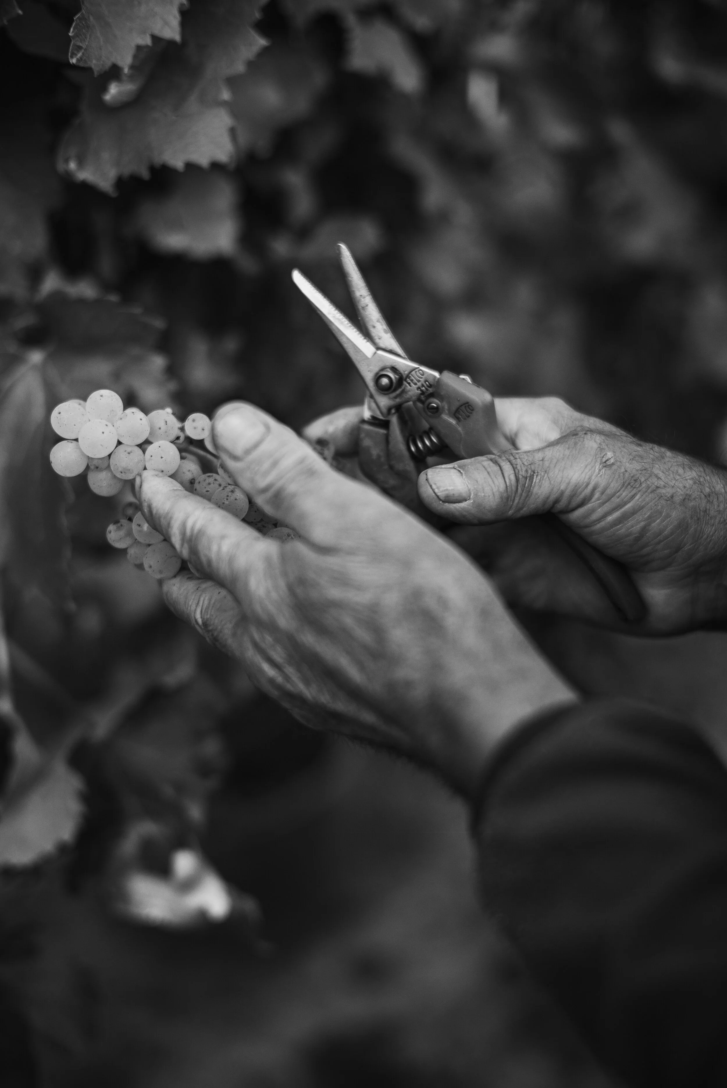 L1005982weingut_juelg_ernte_2020_1.jpg