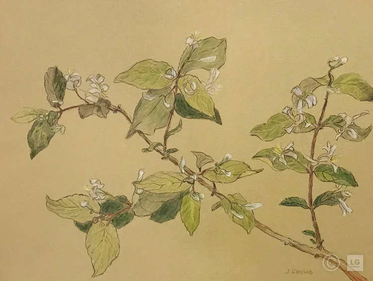 Honeysuckle