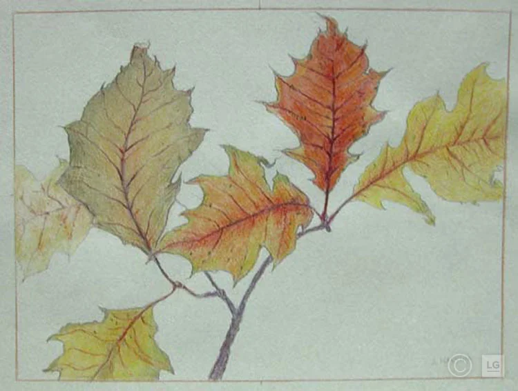 Red Oak Leaves