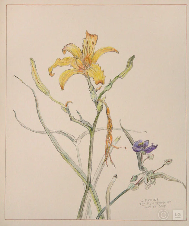 Daylily and Spiderwort: July 14, '08