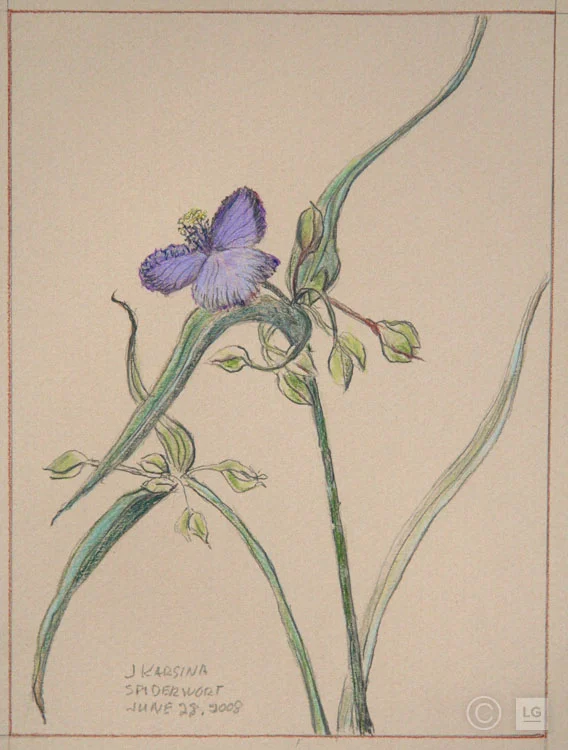 Spiderwort: June 28, '08