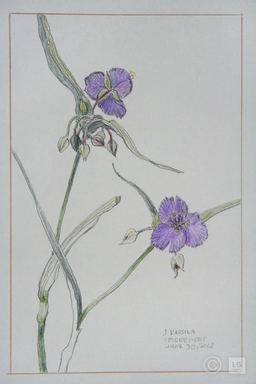 Spiderwort: June 30, '08