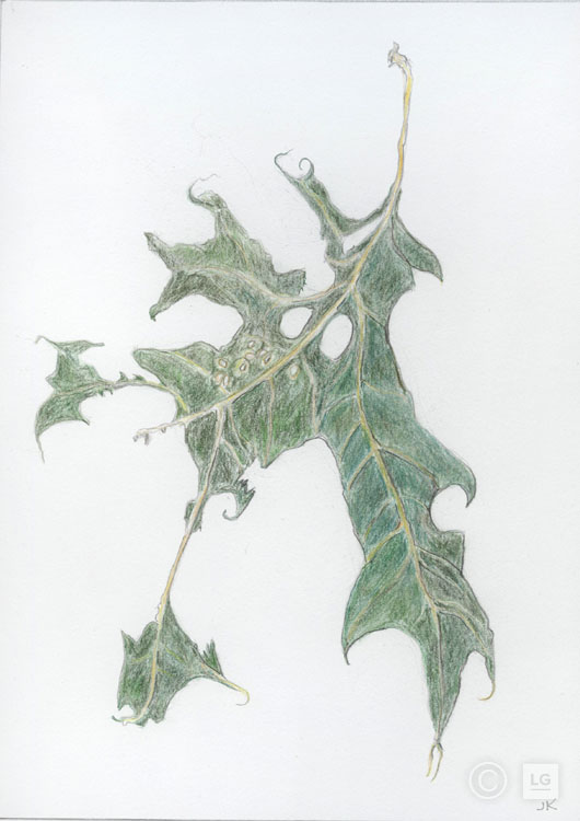 Leaf- Looking