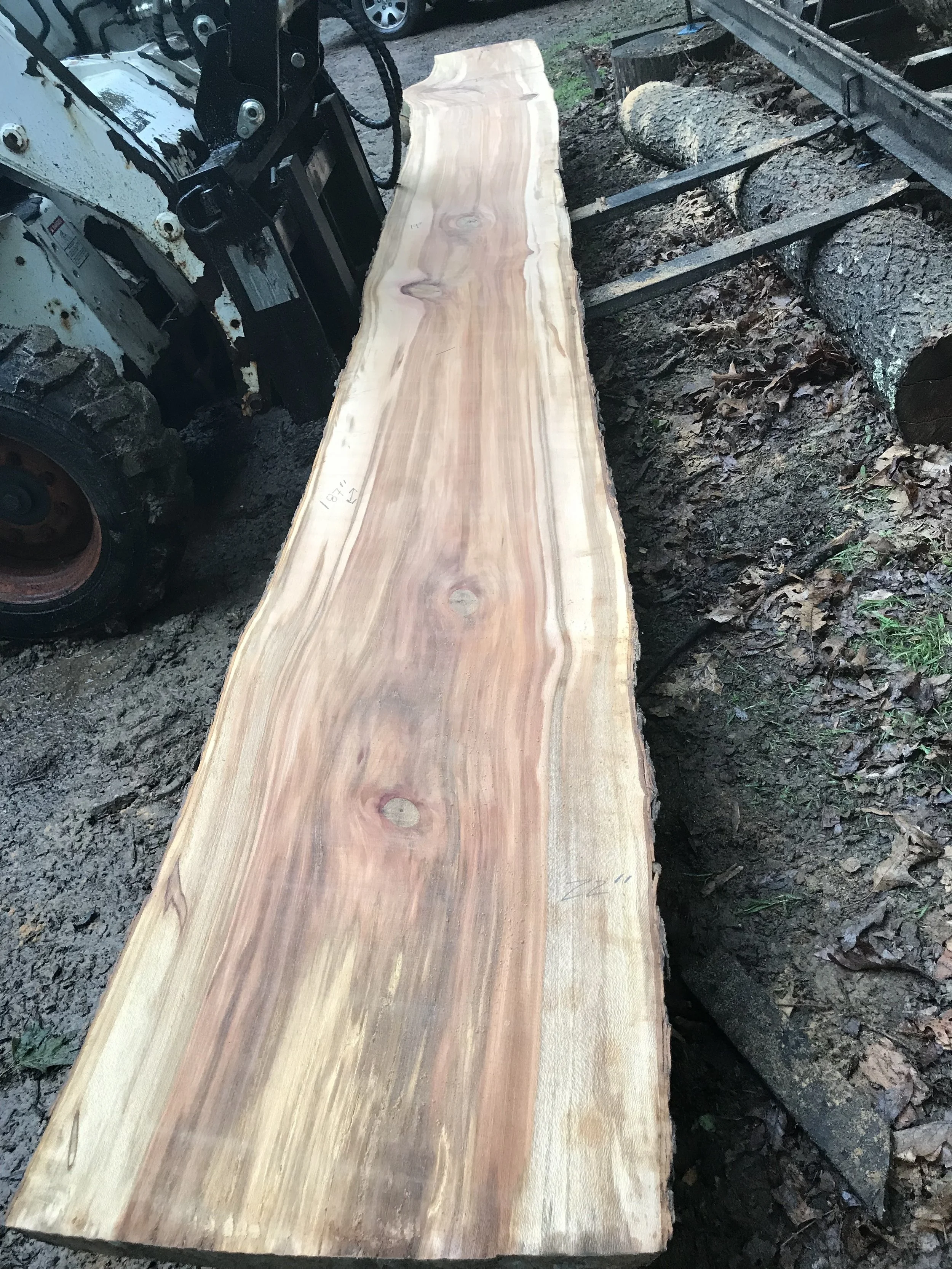 Sycamore (Jakes Creek) #4