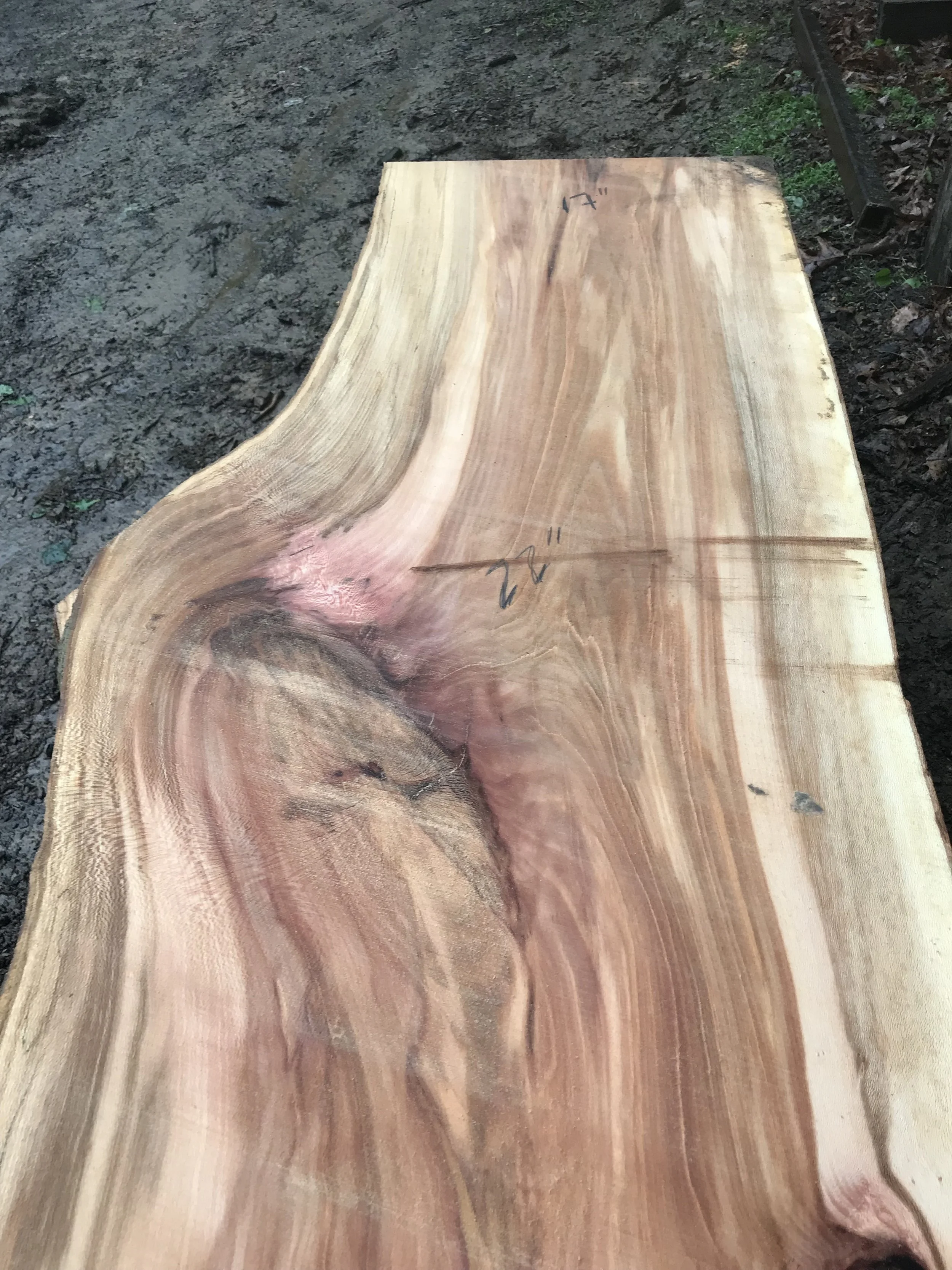 Sycamore (Jakes Creek) #5